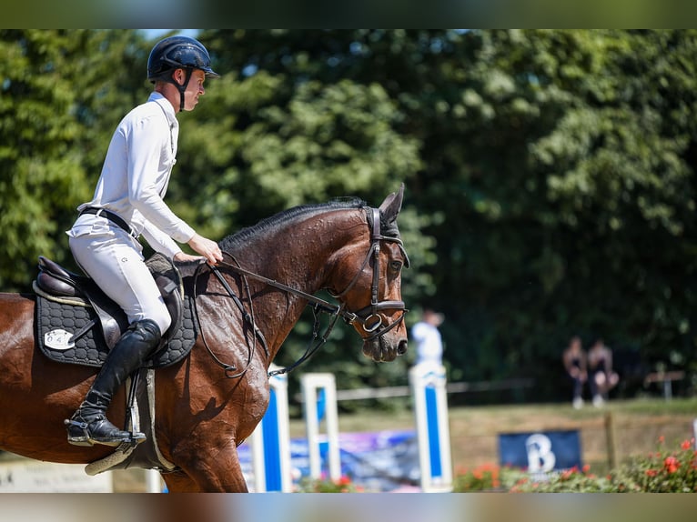 Caballo de deporte alemán Yegua 6 años 168 cm Castaño oscuro in Riedstadt