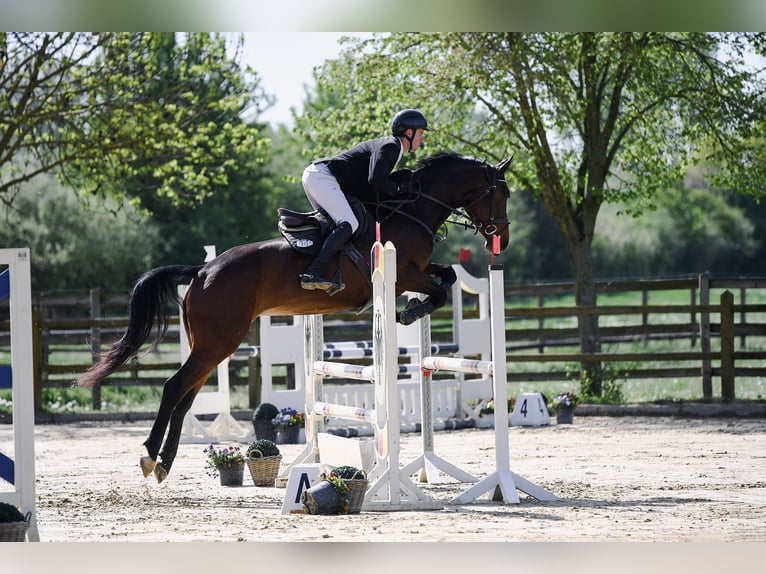 Caballo de deporte alemán Yegua 6 años 168 cm Castaño oscuro in Riedstadt