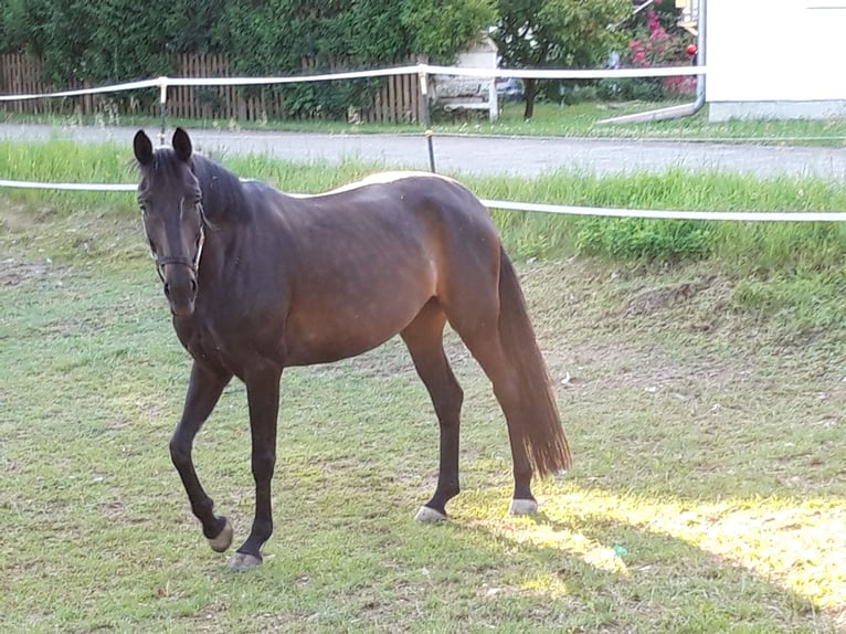 Caballo de deporte alemán Yegua 6 años 168 cm Morcillo in Dietfurt an der Altm&#xFC;hl
