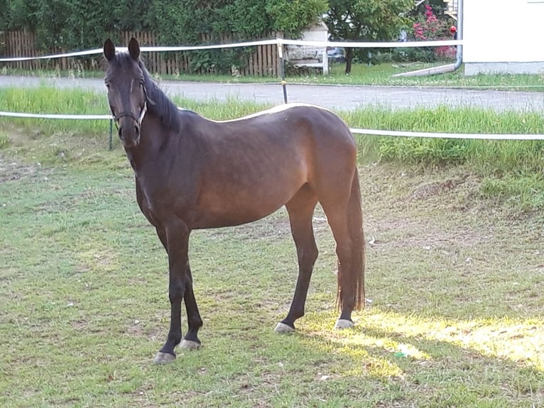 Caballo de deporte alemán Yegua 6 años 168 cm Morcillo in Dietfurt an der Altm&#xFC;hl