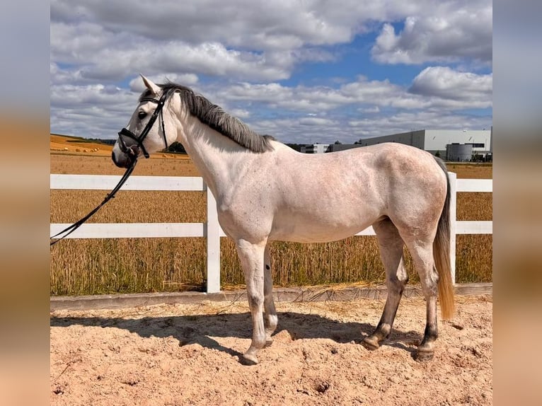 Caballo de deporte alemán Yegua 6 años 168 cm Tordo in Allershausen