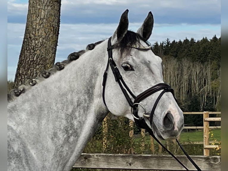 Caballo de deporte alemán Yegua 6 años 168 cm Tordo in Bad Dürrheim