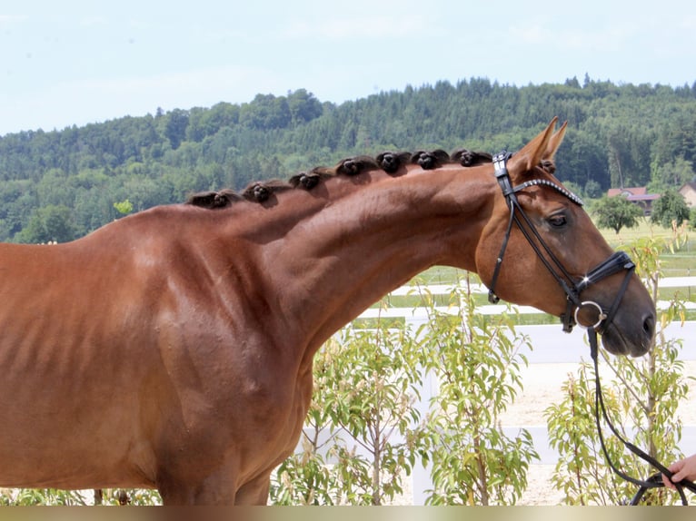 Caballo de deporte alemán Yegua 6 años 169 cm Alazán-tostado in Ebenweiler