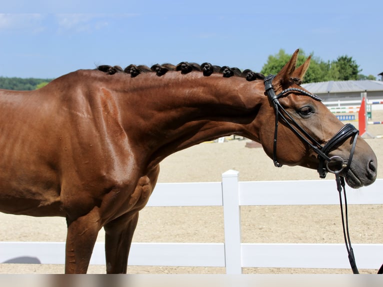Caballo de deporte alemán Yegua 6 años 169 cm Alazán-tostado in Ebenweiler