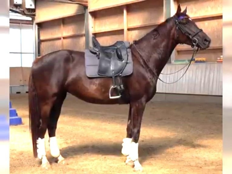 Caballo de deporte alemán Yegua 6 años 169 cm Alazán-tostado in Karlsfeld