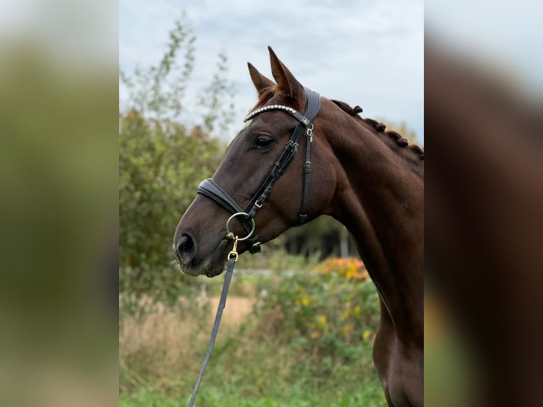 Caballo de deporte alemán Yegua 6 años 169 cm Alazán-tostado in Karlsfeld