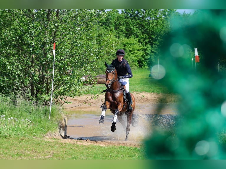 Caballo de deporte alemán Yegua 6 años 169 cm Castaño in Lübeck