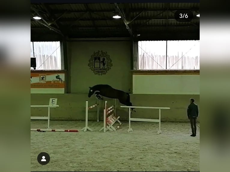 Caballo de deporte alemán Yegua 6 años 169 cm Castaño in Beilrode