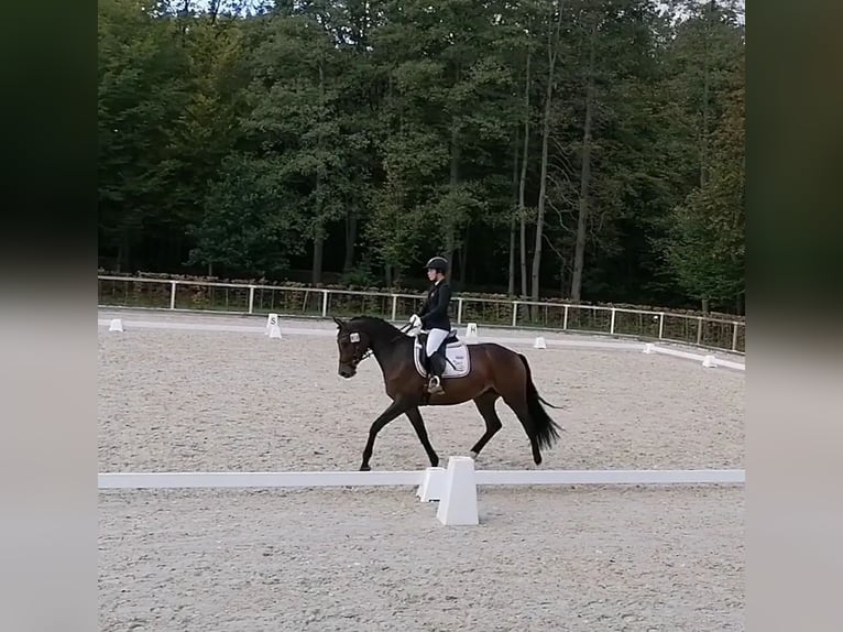 Caballo de deporte alemán Yegua 6 años 169 cm Castaño in Beilrode