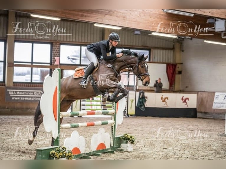 Caballo de deporte alemán Yegua 6 años 169 cm Castaño in Borgholzhausen