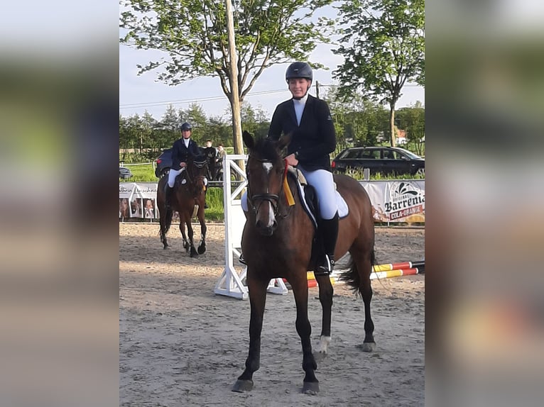 Caballo de deporte alemán Yegua 6 años 169 cm Castaño in Borgholzhausen