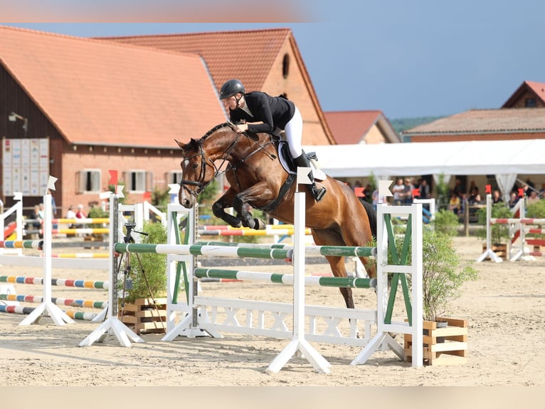 Caballo de deporte alemán Yegua 6 años 169 cm Castaño in Borgholzhausen