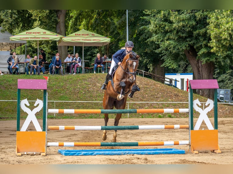 Caballo de deporte alemán Yegua 6 años 169 cm Castaño in Döbeln