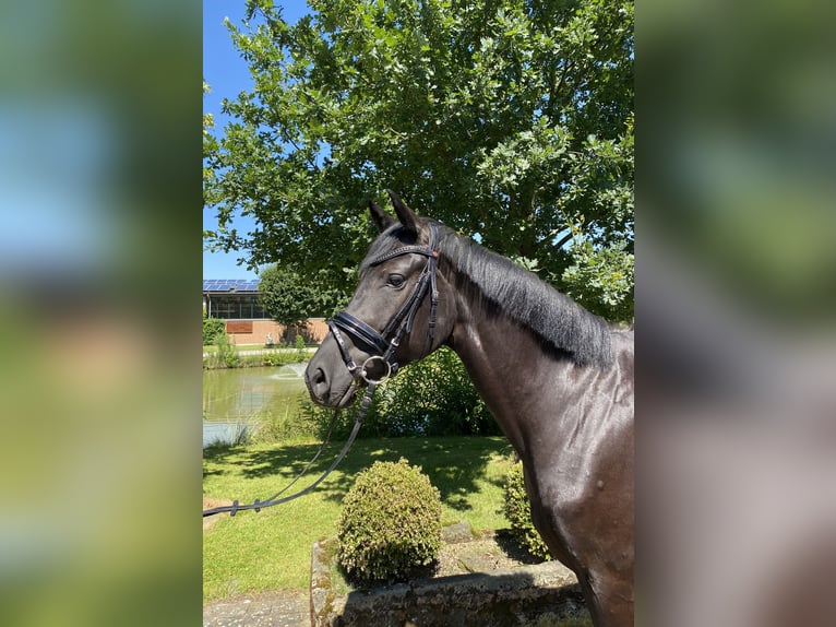 Caballo de deporte alemán Yegua 6 años 169 cm Negro in Altenberge