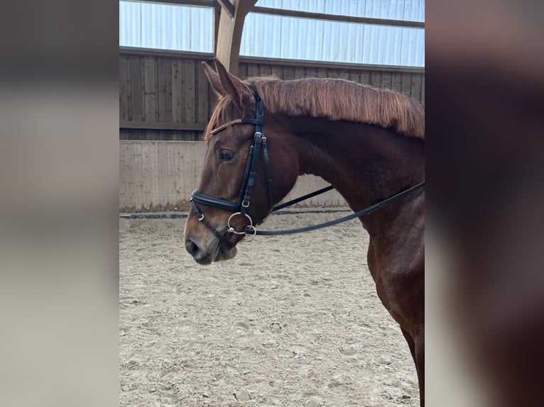 Caballo de deporte alemán Yegua 6 años 170 cm Alazán-tostado in Zossen