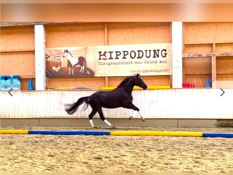 Caballo de deporte alemán Yegua 6 años 170 cm Alazán-tostado in Memmingen