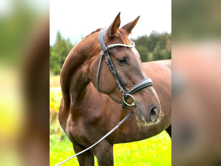 Caballo de deporte alemán Yegua 6 años 170 cm Alazán-tostado in Memmingen