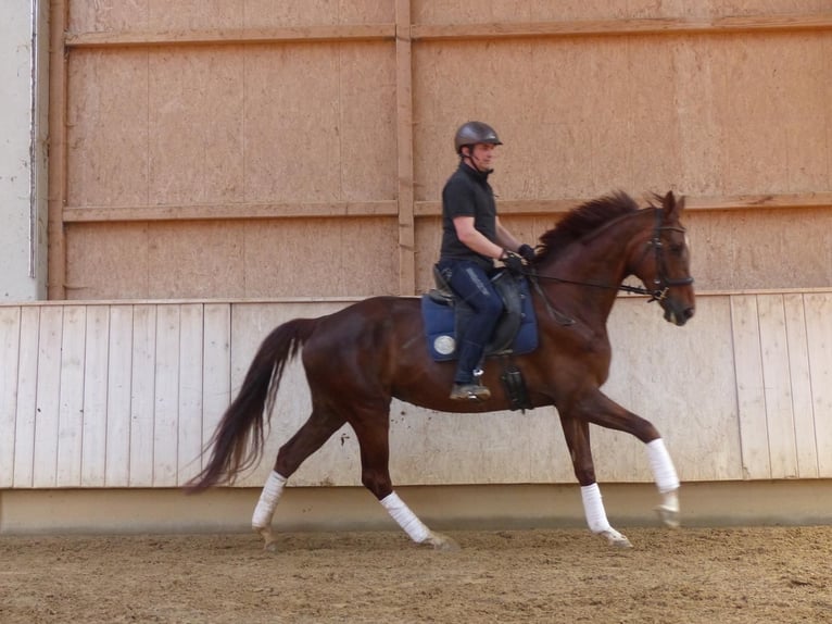 Caballo de deporte alemán Yegua 6 años 170 cm Alazán-tostado in Memmingen