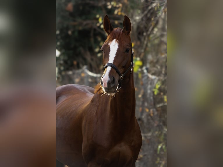Caballo de deporte alemán Yegua 6 años 170 cm Alazán-tostado in München