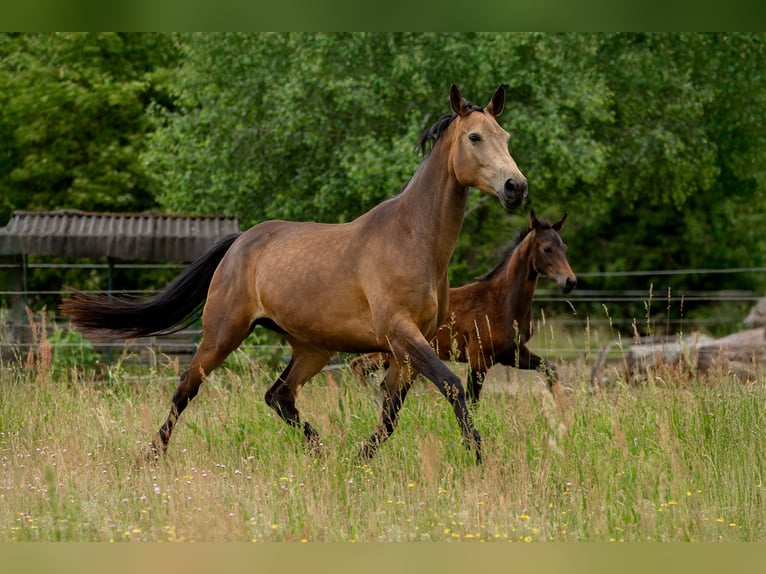 Caballo de deporte alemán Yegua 6 años 170 cm Buckskin/Bayo in Pritzwalk