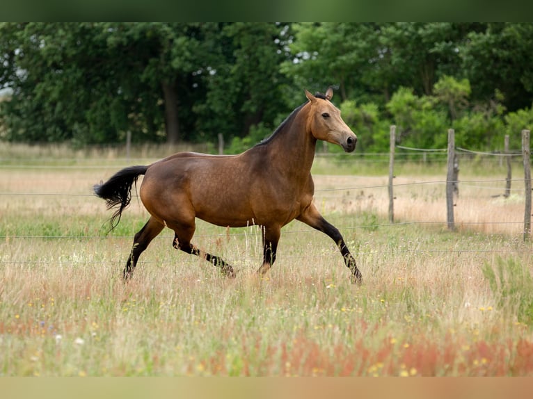 Caballo de deporte alemán Yegua 6 años 170 cm Buckskin/Bayo in Pritzwalk
