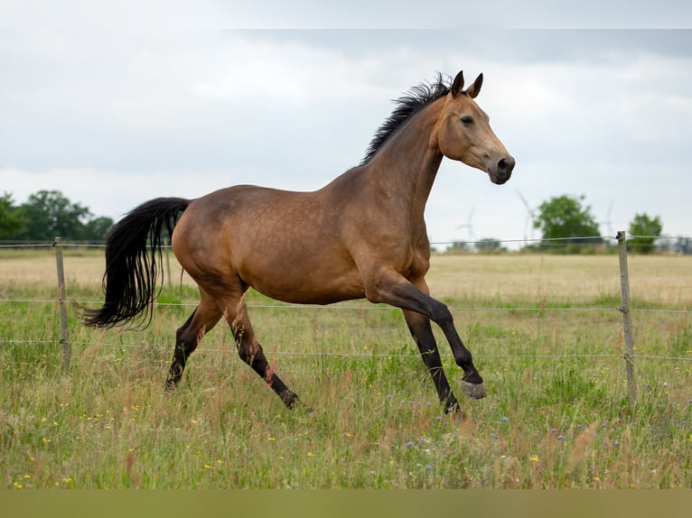 Caballo de deporte alemán Yegua 6 años 170 cm Buckskin/Bayo in Pritzwalk