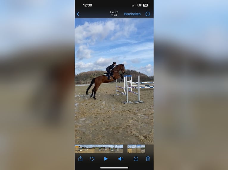 Caballo de deporte alemán Yegua 6 años 170 cm in Oberoppurg