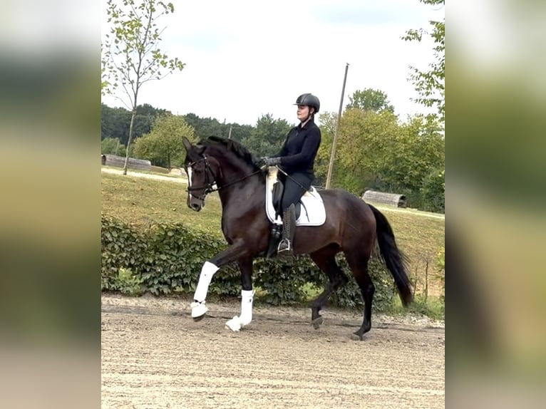 Caballo de deporte alemán Yegua 6 años 170 cm Castaño in Olfen