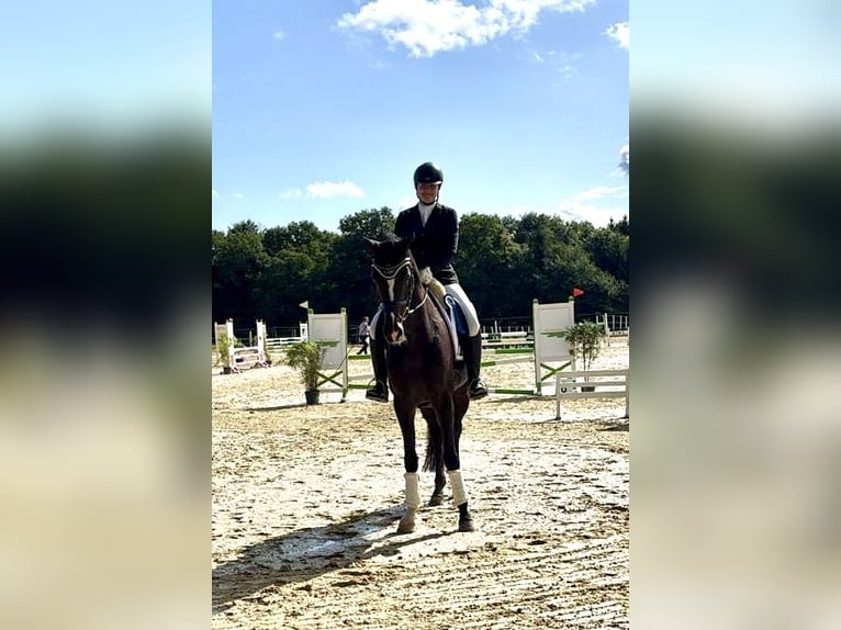 Caballo de deporte alemán Yegua 6 años 170 cm Castaño in Olfen