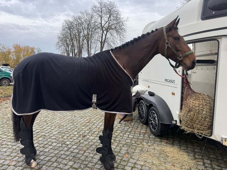 Caballo de deporte alemán Yegua 6 años 170 cm Castaño in Leipzig
