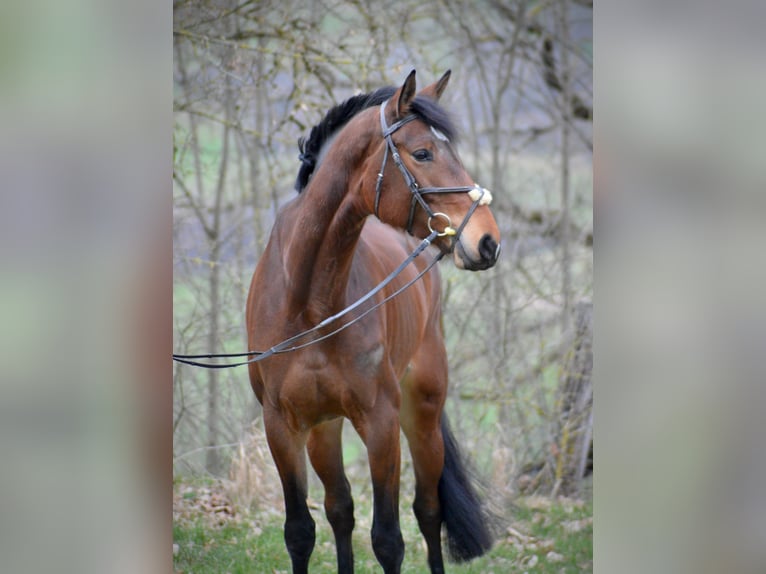 Caballo de deporte alemán Yegua 6 años 170 cm Castaño in Weißenburg in Bayern