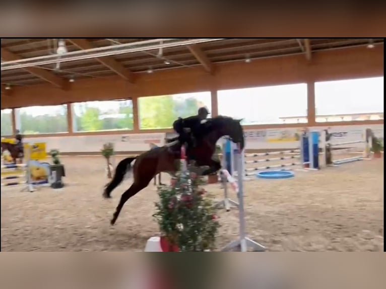 Caballo de deporte alemán Yegua 6 años 170 cm Castaño in Weißenburg in Bayern