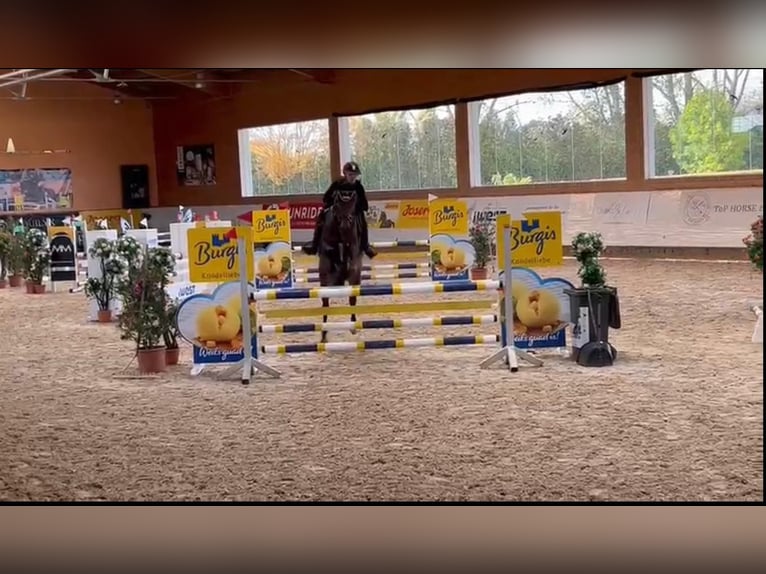 Caballo de deporte alemán Yegua 6 años 170 cm Castaño in Weißenburg in Bayern