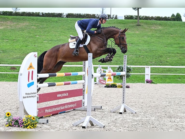 Caballo de deporte alemán Yegua 6 años 170 cm Castaño in Gomadingen