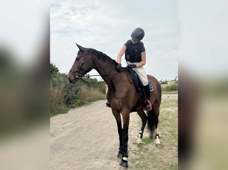 Caballo de deporte alemán Yegua 6 años 170 cm Castaño in Leipzig