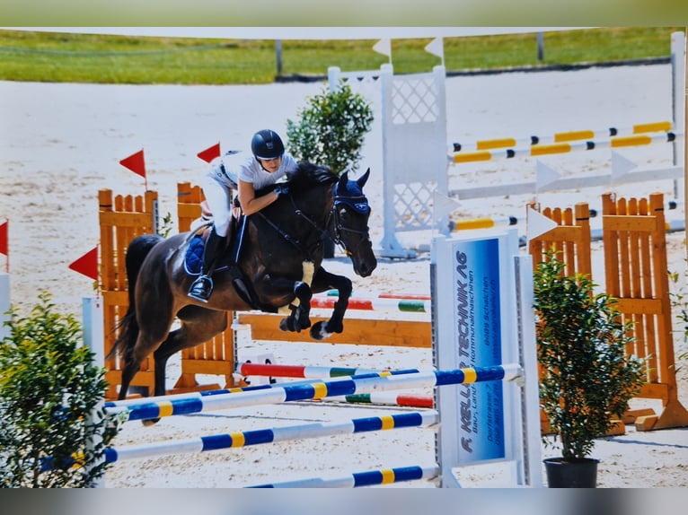 Caballo de deporte alemán Yegua 6 años 170 cm Castaño oscuro in Kaisten