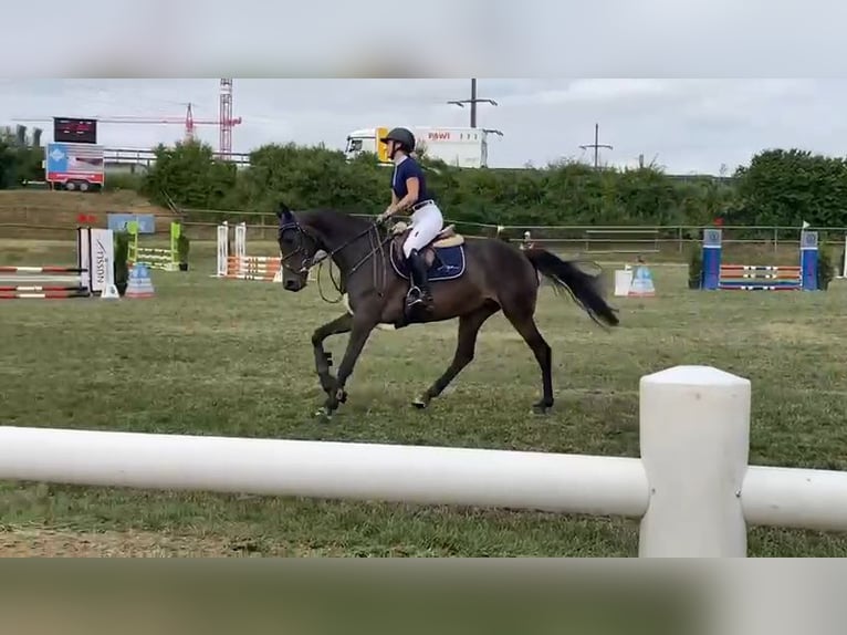 Caballo de deporte alemán Yegua 6 años 170 cm Castaño oscuro in Kaisten