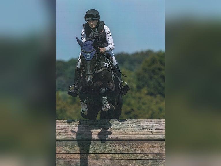 Caballo de deporte alemán Yegua 6 años 170 cm Morcillo in Tasdorf