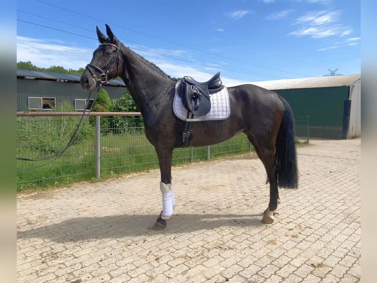 Caballo de deporte alemán Yegua 6 años 170 cm Negro in Norderstedt