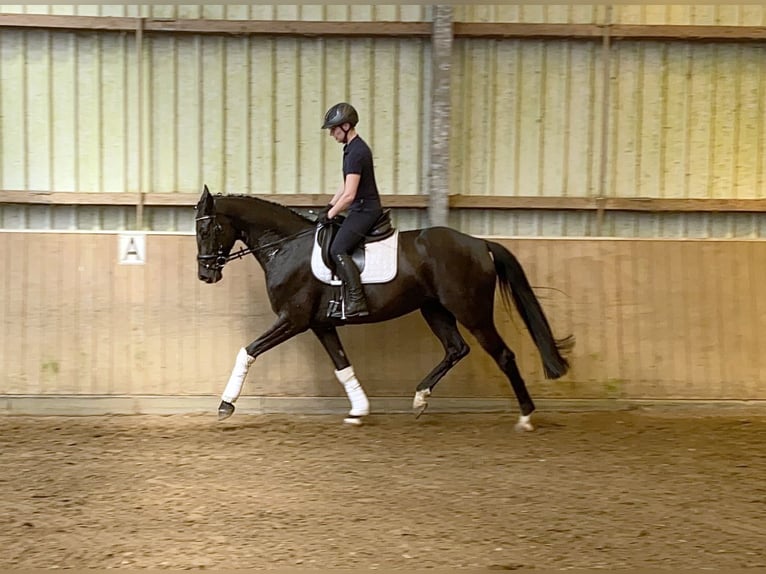 Caballo de deporte alemán Yegua 6 años 170 cm Negro in Norderstedt