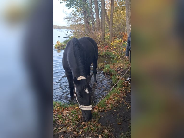 Caballo de deporte alemán Yegua 6 años 170 cm Negro in Neustadt dosse