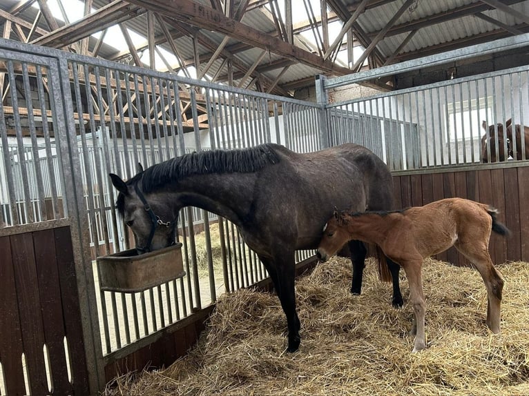 Caballo de deporte alemán Yegua 6 años 170 cm Tordillo negro in Alt- Märkische Höhe