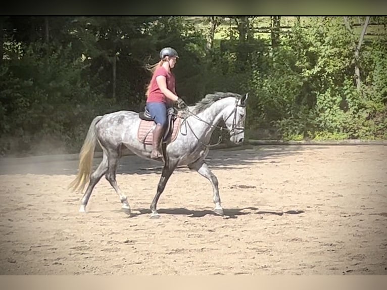 Caballo de deporte alemán Yegua 6 años 170 cm Tordo rodado in Pelmberg