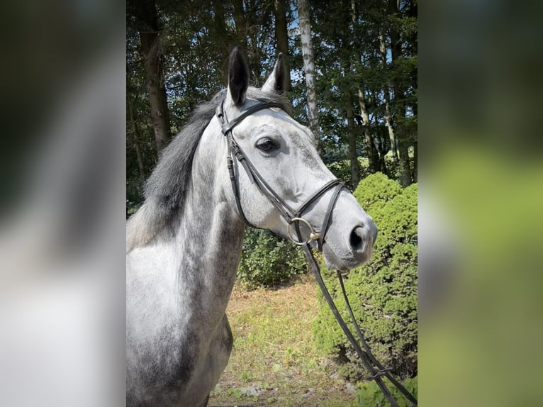 Caballo de deporte alemán Yegua 6 años 170 cm Tordo rodado in Pelmberg