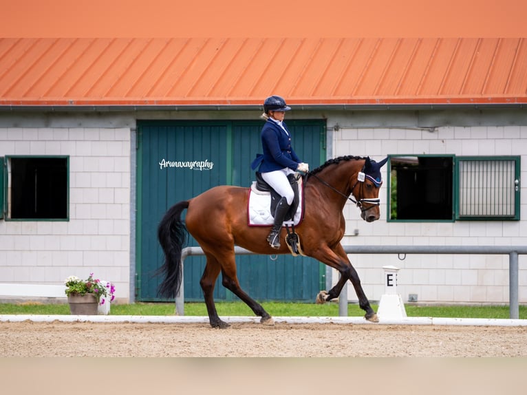 Caballo de deporte alemán Yegua 6 años 171 cm Castaño in Phöben