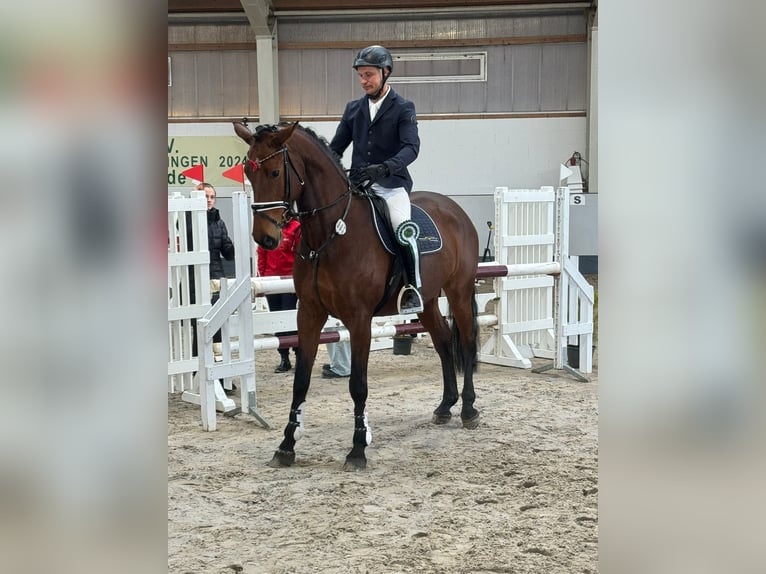 Caballo de deporte alemán Yegua 6 años 171 cm Castaño in Phöben