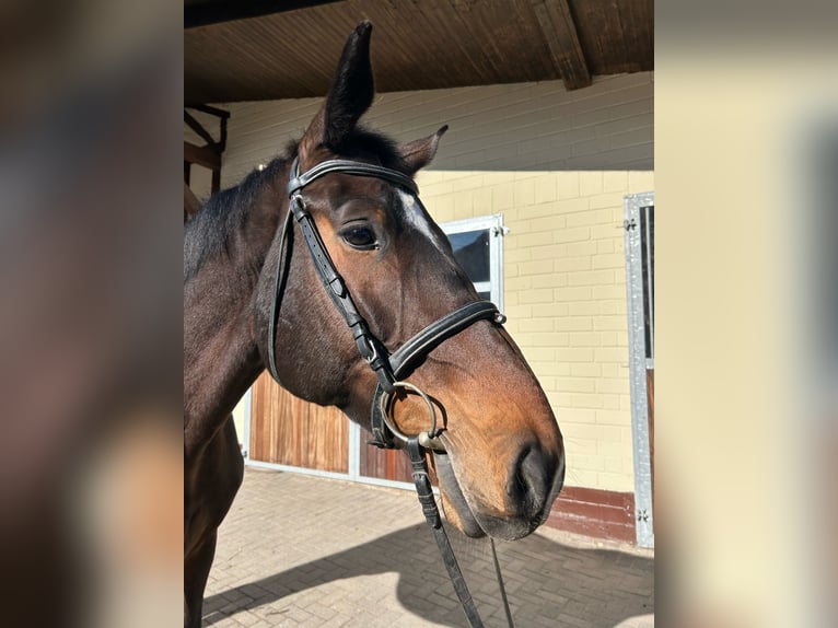 Caballo de deporte alemán Yegua 6 años 171 cm Castaño oscuro in Einbeck