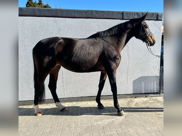 Caballo de deporte alemán Yegua 6 años 171 cm Castaño oscuro in Einbeck