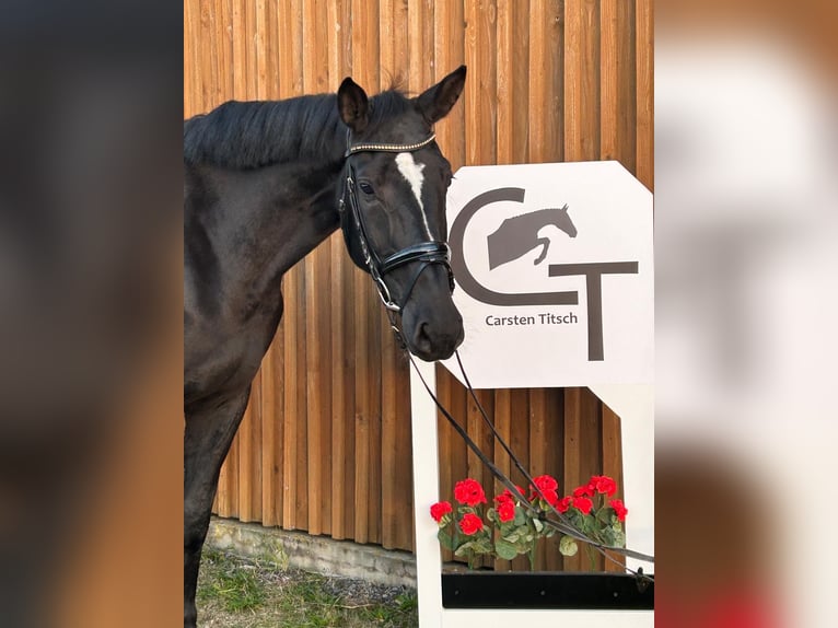 Caballo de deporte alemán Yegua 6 años 171 cm Negro in Uetze