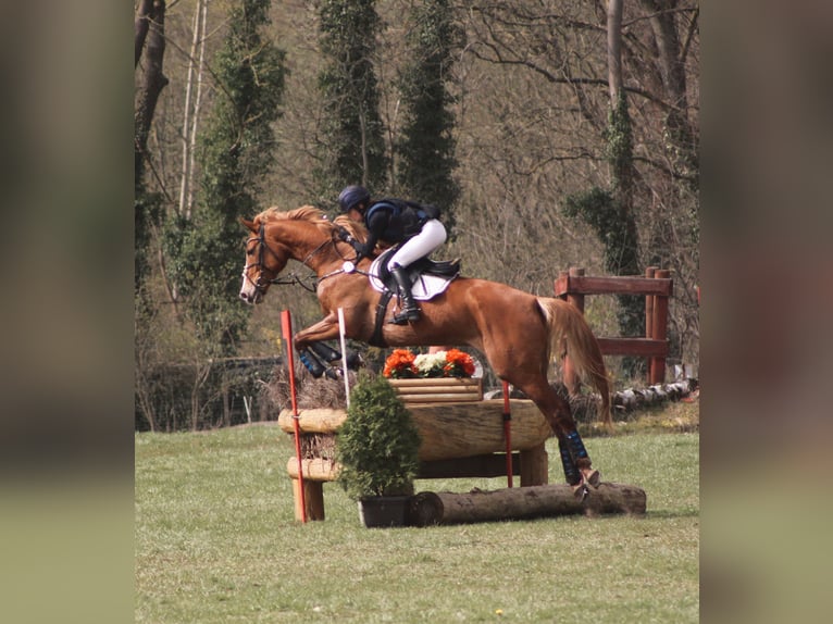 Caballo de deporte alemán Yegua 6 años 172 cm Alazán in Dahme/Mark